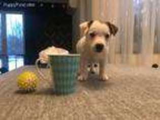 Jack Russell Terrier Puppy for sale in Boston, MA, USA