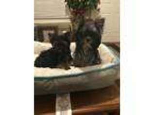 Yorkshire Terrier Puppy for sale in Hamilton, OH, USA