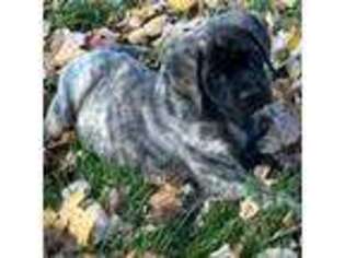 Mastiff Puppy for sale in Morganfield, KY, USA
