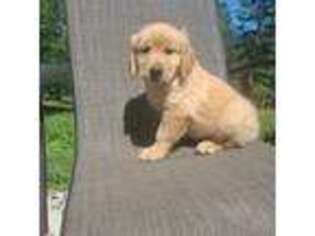 Golden Retriever Puppy for sale in Chewelah, WA, USA