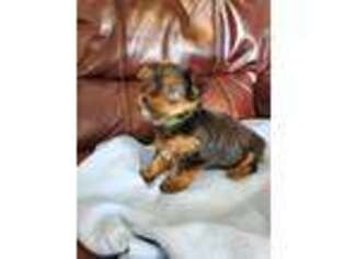 Yorkshire Terrier Puppy for sale in Chicopee, MA, USA
