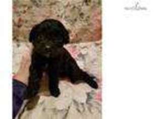 Cavachon Puppy for sale in Binghamton, NY, USA