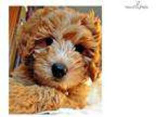 Goldendoodle Puppy for sale in Pittsburgh, PA, USA