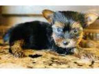 Yorkshire Terrier Puppy for sale in Hamilton, MO, USA