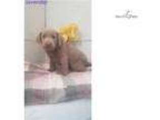 Labrador Retriever Puppy for sale in Kalamazoo, MI, USA