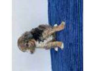 Mutt Puppy for sale in Jensen Beach, FL, USA