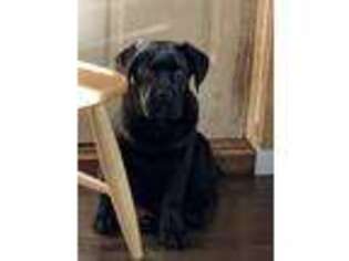 Cane Corso Puppy for sale in Westfield, PA, USA