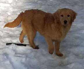 Golden Retriever Puppy for sale in ENDICOTT, WA, USA