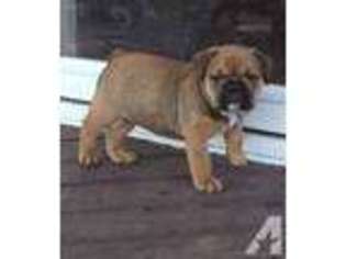 Olde English Bulldogge Puppy for sale in BUTLER, OH, USA