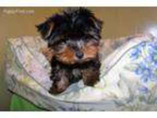 Yorkshire Terrier Puppy for sale in Paterson, NJ, USA
