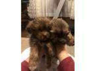 Shorkie Tzu Puppy for sale in Milledgeville, GA, USA