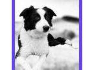 Border Collie Puppy for sale in Riverside, CA, USA