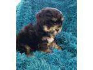Havanese Puppy for sale in Galivants Ferry, SC, USA