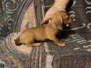 Dachshund Puppy for sale in Accident, MD, USA