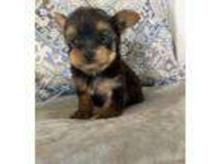 Yorkshire Terrier Puppy for sale in Duncan, OK, USA