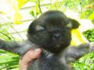 Mutt Puppy for sale in PARKSVILLE, NY, USA