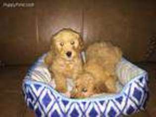 Goldendoodle Puppy for sale in Macomb, MI, USA