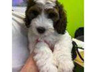 English Springer Spaniel Puppy for sale in Annandale, MN, USA