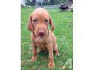 Vizsla Puppy for sale in ASSONET, MA, USA
