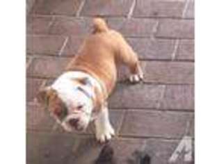 Bulldog Puppy for sale in NORTH WILKESBORO, NC, USA