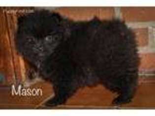 Pomeranian Puppy for sale in Kenney, IL, USA
