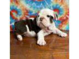 Bulldog Puppy for sale in Terrell, TX, USA