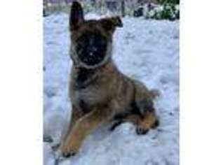 German Shepherd Dog Puppy for sale in Okanogan, WA, USA
