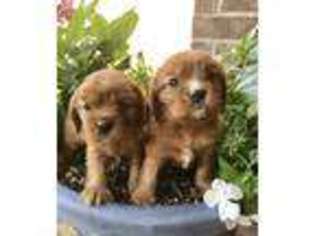 Cavalier King Charles Spaniel Puppy for sale in Altus, OK, USA