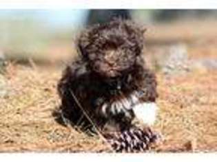 Havanese Puppy for sale in Pell City, AL, USA