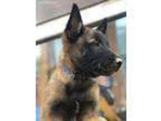 Belgian Malinois Puppy for sale in Deaver, WY, USA