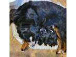 Bernese Mountain Dog Puppy for sale in Halsey, OR, USA
