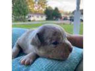 Mutt Puppy for sale in Portsmouth, VA, USA