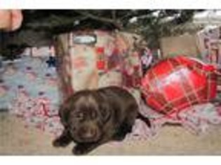 Labrador Retriever Puppy for sale in Fargo, ND, USA