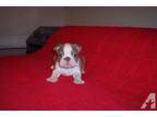 Boston Terrier Puppy for sale in MEMPHIS, TN, USA