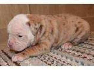 Alapaha Blue Blood Bulldog Puppy for sale in Barnwell, SC, USA