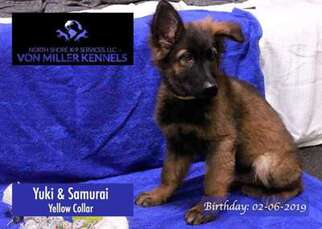 German Shepherd Dog Puppy for sale in Spring Grove, IL, USA