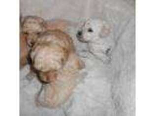 Mutt Puppy for sale in Lawrenceburg, KY, USA