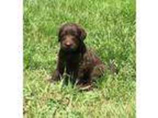 Labradoodle Puppy for sale in Bogue Chitto, MS, USA