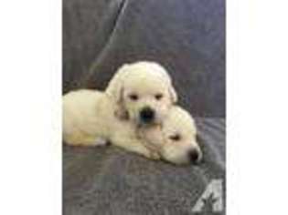Labrador Retriever Puppy for sale in KENNEWICK, WA, USA