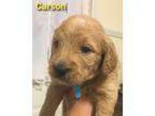 Goldendoodle Puppy for sale in Burtonsville, MD, USA