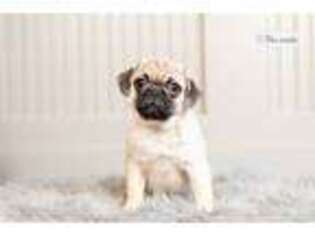 Pug Puppy for sale in Fort Wayne, IN, USA