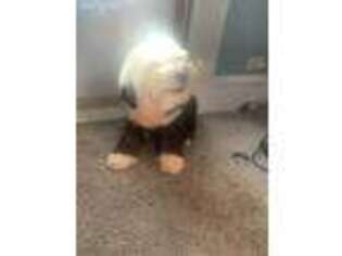 Old English Sheepdog Puppy for sale in Colfax, LA, USA
