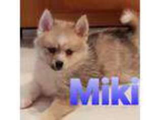 Mi-Ki Puppy for sale in Green Valley, IL, USA