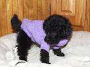 Mutt Puppy for sale in DIGHTON, MA, USA