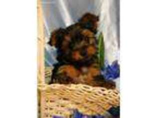 Yorkshire Terrier Puppy for sale in Osceola, MO, USA