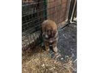 Tibetan Mastiff Puppy for sale in Bloomfield, KY, USA