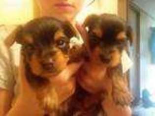 Yorkshire Terrier Puppy for sale in Fort Mill, SC, USA