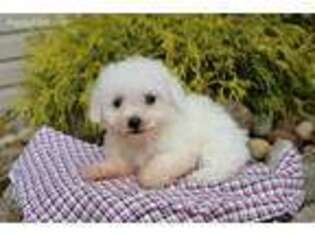 Bichon Frise Puppy for sale in Baltic, OH, USA