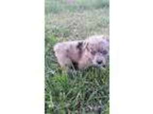 Mutt Puppy for sale in Marion, KY, USA