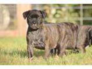 Bullmastiff Puppy for sale in Grants Pass, OR, USA